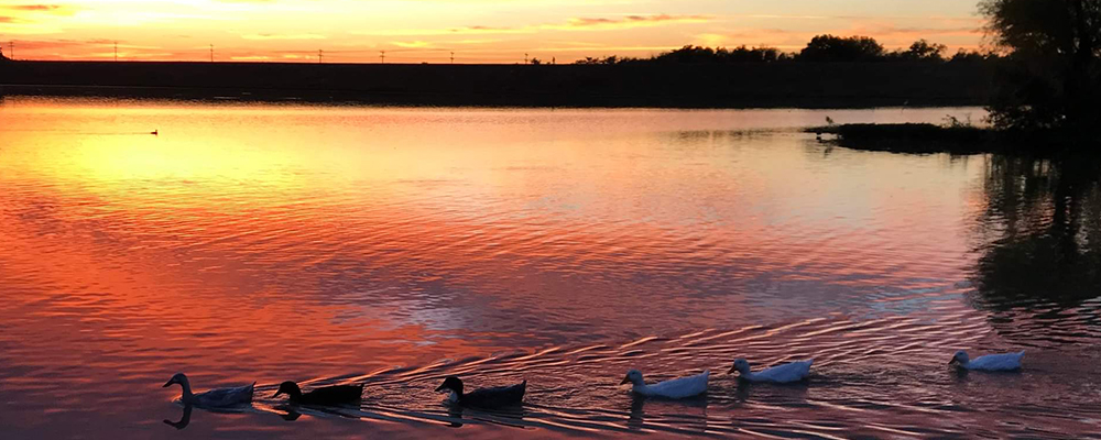 Ducks at sunset